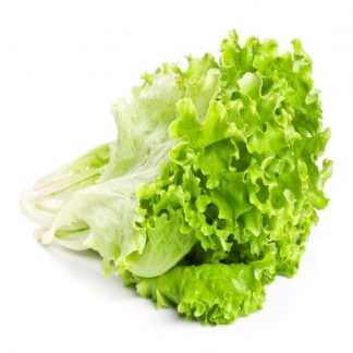 Lechuga Crespa Verde Hidropónica