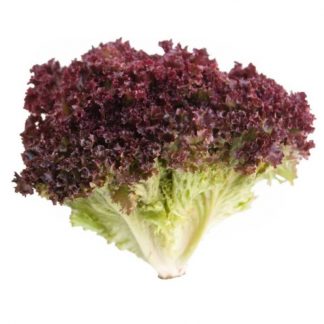 Lechuga Crespa Morada