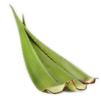 Sábila
