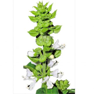 Albahaca