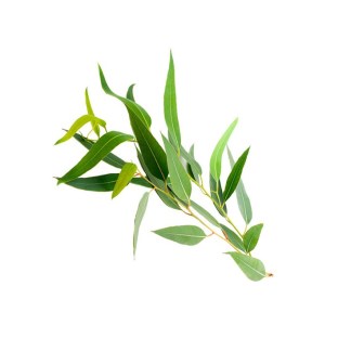 Eucalipto
